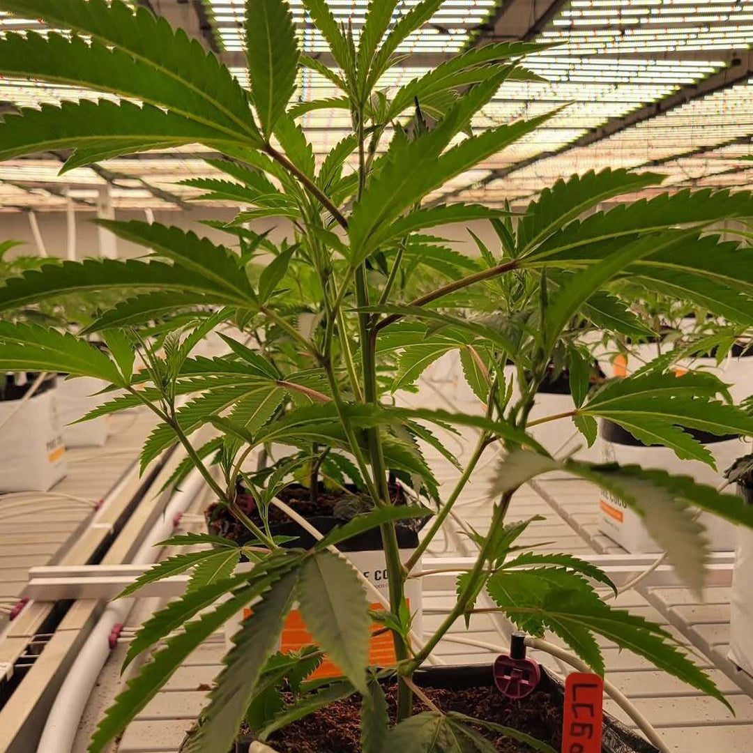 Full Spectrum Grow Light Daisy Chain Vertical Farming 645W 4*4 ft