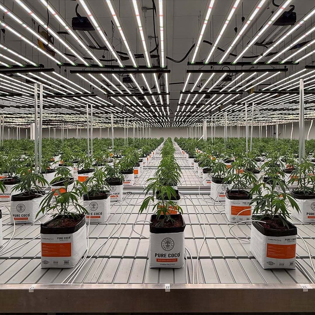 Full Spectrum Grow Light Daisy Chain Vertical Farming 645W 4*4 ft