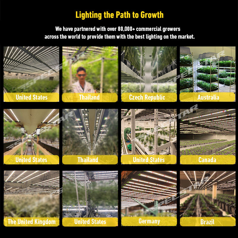 Full Spectrum Grow Light Daisy Chain Vertical Farming 645W 4*4 ft