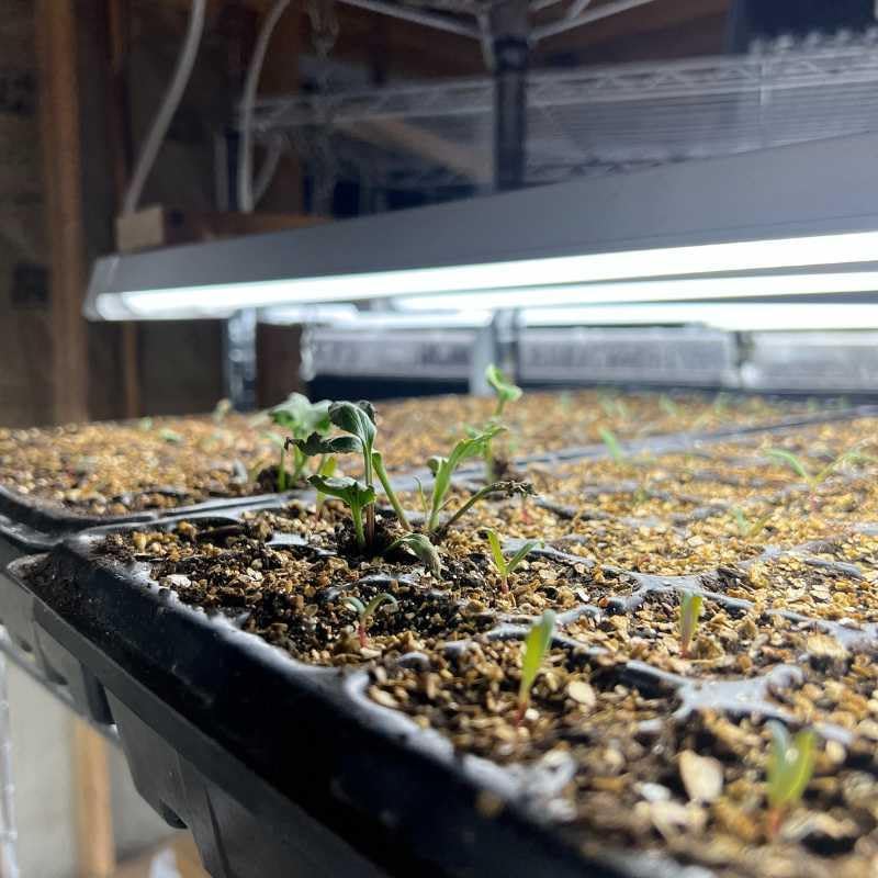 72 Cell Seed Starter Tray Extra Strength Starting Trays