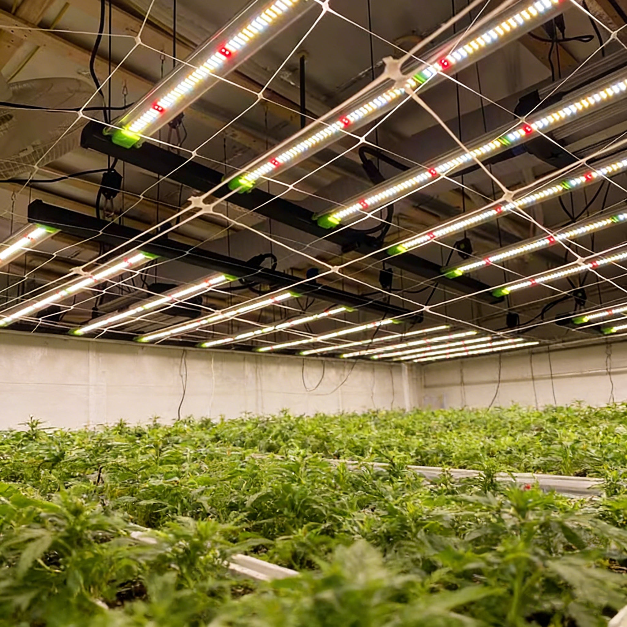 Full Spectrum Grow Light Daisy Chain Vertical Farming 645W 4*4 ft